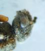 Dolerus sp.